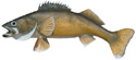 Walleye Fish Replica